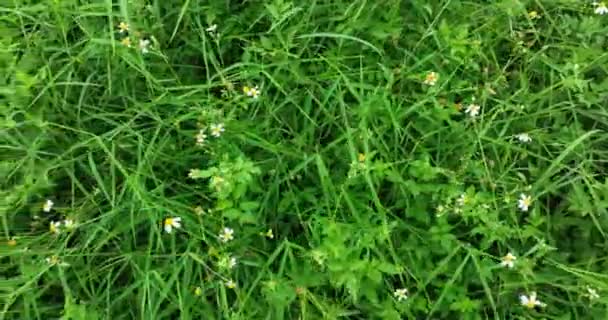 Vista Cerca Hierba Verde Con Diminutas Flores Blancas — Vídeo de stock