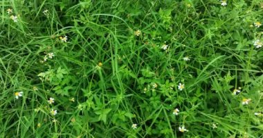 Küçük beyaz çiçekli yeşil çimlerin yakın görüntüsü