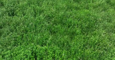 Küçük beyaz çiçekli yeşil çimlerin yakın görüntüsü