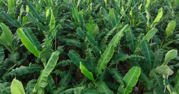 Luftaufnahme Von Bananenbäumen Die Auf Dem Feld Wachsen — Stockvideo