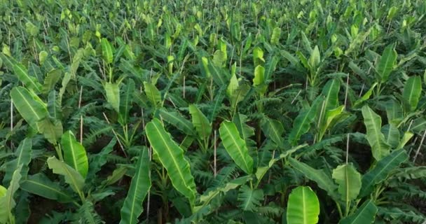 Aerial View Banana Trees Growing Field — Stock Video