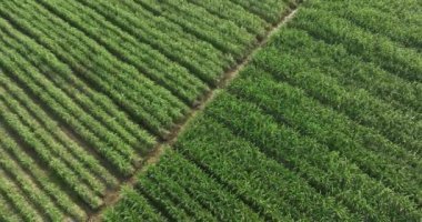 Yeşil tarlaların havadan görünüşü