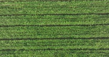 Şeker kamışı bitkilerinin hava manzarası tarlada yetişiyor.