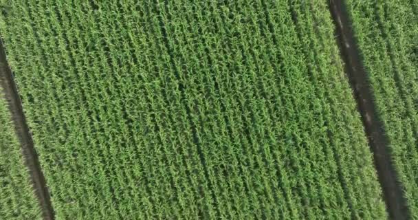 Αεροφωτογραφία Των Φυτών Ζαχαροκάλαμου Αναπτύσσονται Στο Πεδίο — Αρχείο Βίντεο