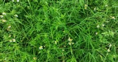 Küçük beyaz çiçekli yeşil çimlerin yakın görüntüsü