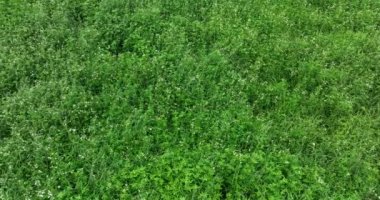 Küçük beyaz çiçekli yeşil çimlerin yakın görüntüsü