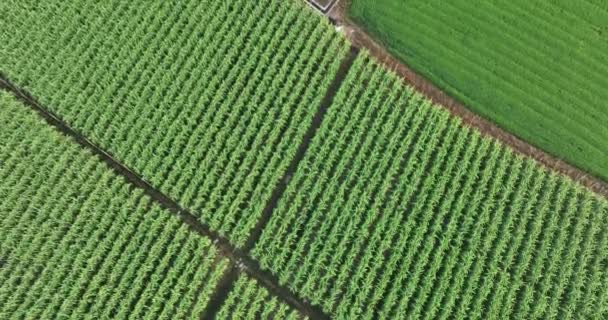 从空中俯瞰田里生长的甘蔗 — 图库视频影像