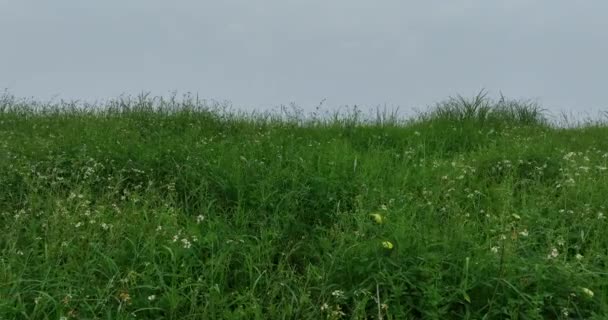 Vista Cerca Hierba Verde Con Diminutas Flores Blancas — Vídeos de Stock