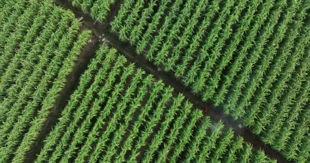 Flygfoto Sockerrör Växter Växer Fältet — Stockvideo