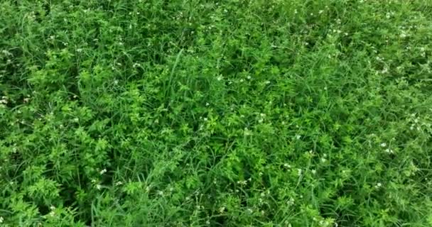 Närbild Grönt Gräs Med Små Vita Blommor — Stockvideo