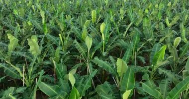 Tarlada yetişen muz ağaçlarının havadan görünüşü