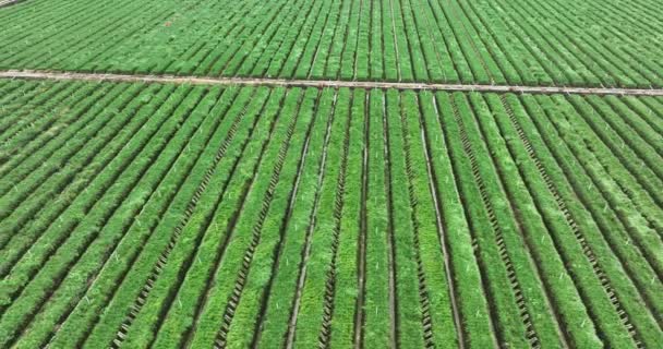 Plantas Cana Açúcar Crescem Campo — Vídeo de Stock