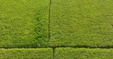 Şeker kamışı bitkileri tarlada yetişir.