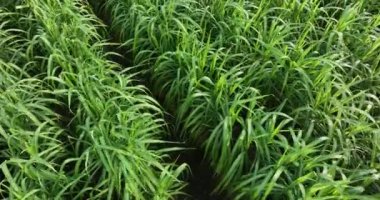 Şeker kamışı bitkileri tarlada yetişir.