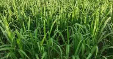 Şeker kamışı bitkileri tarlada yetişir.