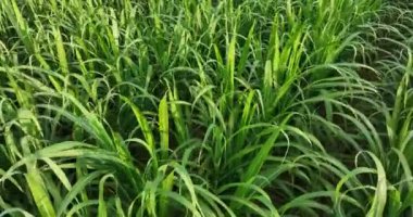 Şeker kamışı bitkileri tarlada yetişir.