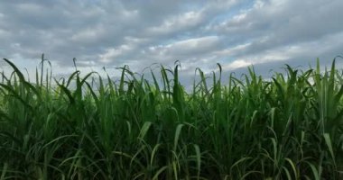 Şeker kamışı bitkileri tarlada yetişir.