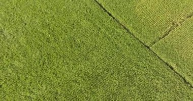 Şeker kamışı bitkileri tarlada yetişir.