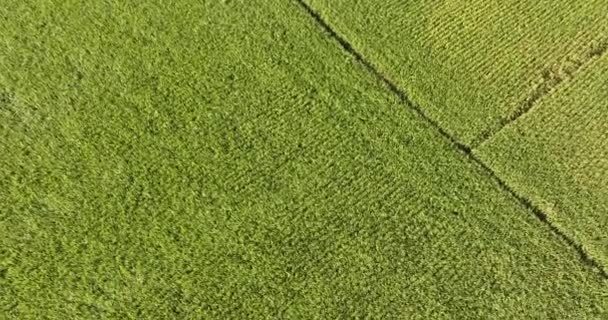 Plantas Caña Azúcar Crecen Campo — Vídeos de Stock