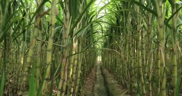 Zuckerrohrpflanzen Wachsen Auf Dem Feld — Stockvideo