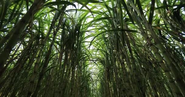 Sockerrörsväxter Växer Fältet — Stockvideo