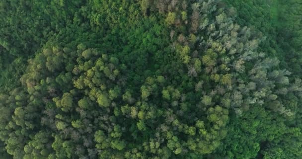 Vista Aérea Del Bosque Tropical Verano — Vídeos de Stock