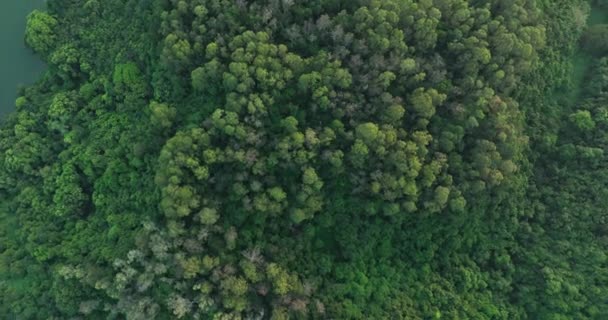 夏の熱帯林の空中風景 — ストック動画
