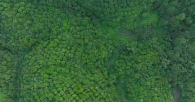 Yazın tropikal ormanın havadan görünüşü