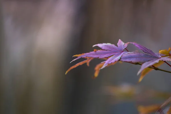 Hojas Coloridas Otoño Hojas Arce Sobre Fondo Rayado —  Fotos de Stock