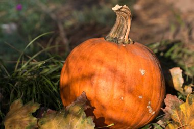 Sonbaharda yerde portakal kabağı