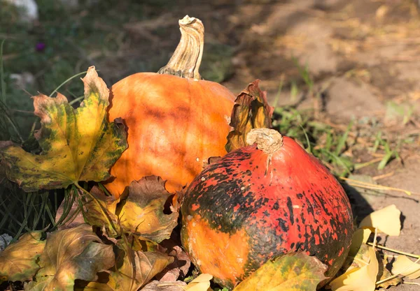 Oranje Pompoen Grond Herfst — Stockfoto