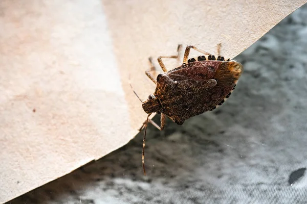 Nahaufnahme Von Heteroptera Bug Auf Gelbem Papier — Stockfoto