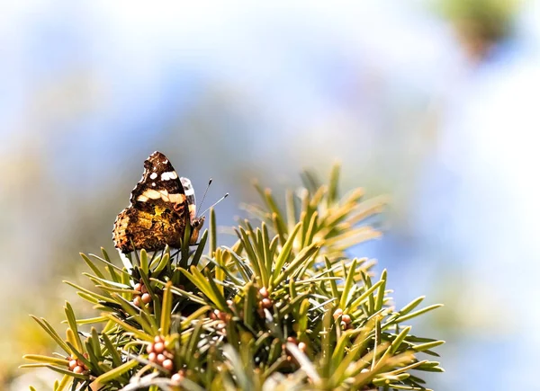 Colorful Beautiful Butterfly Sits Top Pine Spring Day — Stock Photo, Image