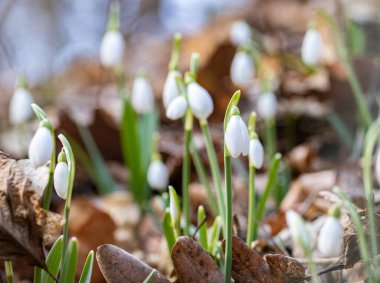 İlkbahar kardelen çiçeğinin yakın çekimi ormanda yaprakların arasında yalıtılmış bir şekilde.