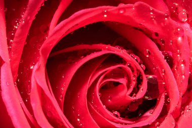 Su damlalı kırmızı gülün yakın çekimi 