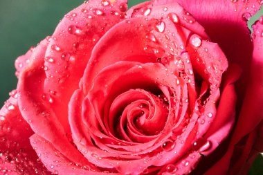 Su damlalı kırmızı gülün yakın çekimi 