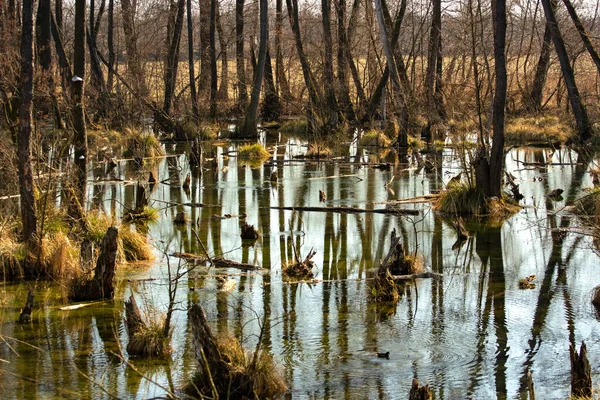 水の中に反映されるように密接立ってアルダーと魔法の袋の森 タタハンガリー — ストック写真