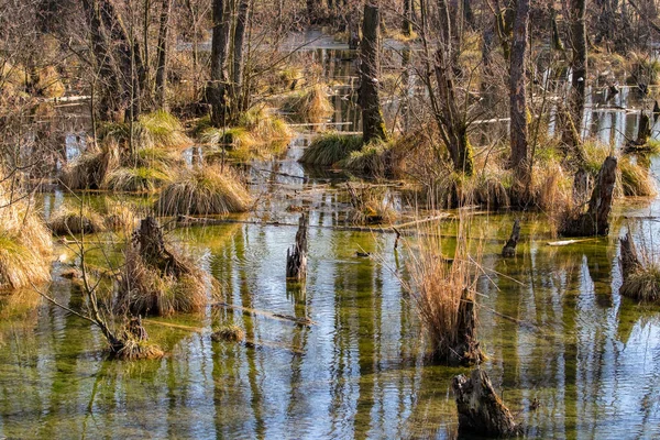 水の中に反映されるように密接立ってアルダーと魔法の袋の森 タタハンガリー — ストック写真