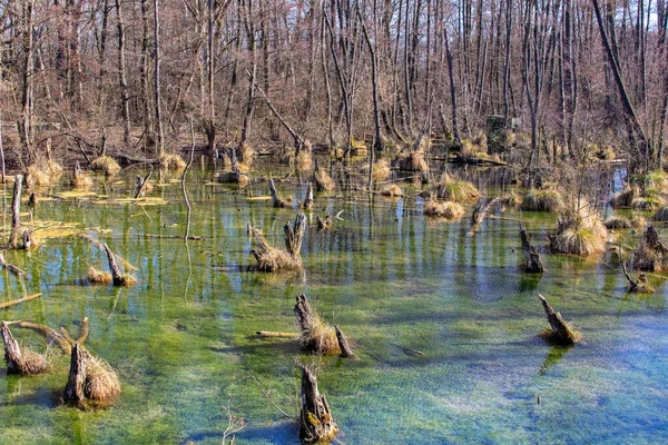 Magical Bog Forest Densely Standing Alders Reflected Water Tata Hungary — Stock Photo, Image