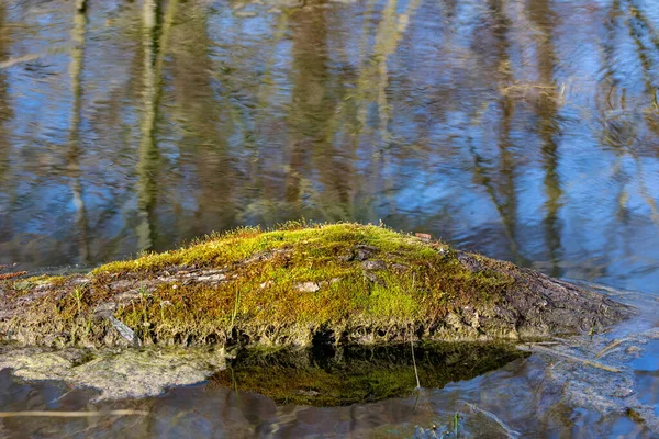 水の中に緑の苔を持つ木 — ストック写真