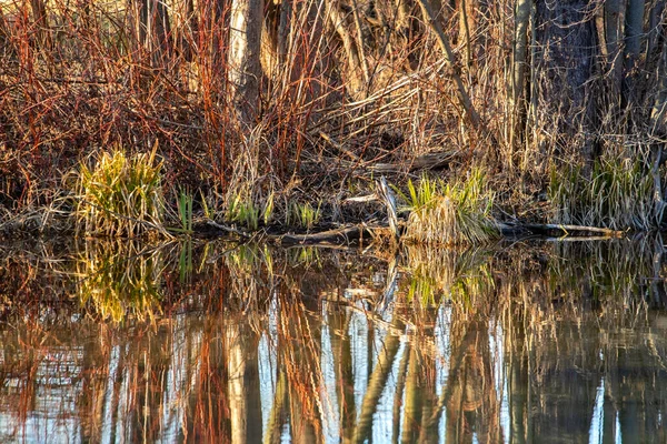 Bosque Pantano Mágico Con Alisos Densamente Parados Reflejados Agua Tata —  Fotos de Stock