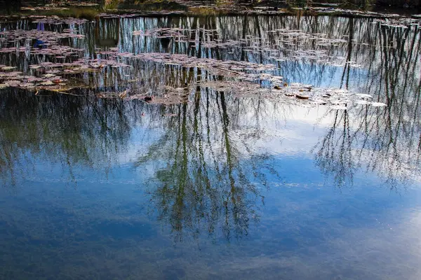 Reflection on the water with water lily leaves — Stock Photo, Image