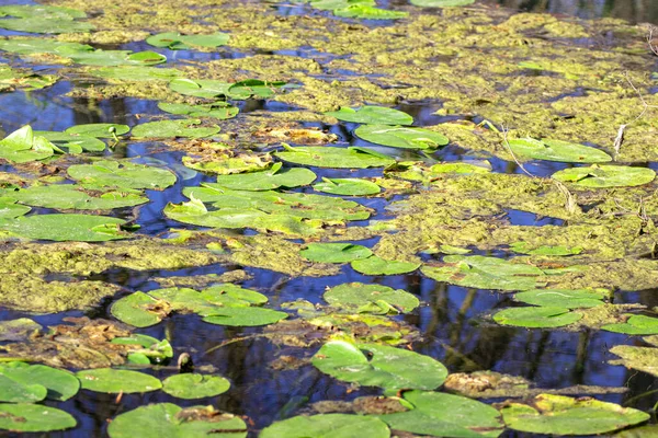 Green Water Lily Leaves Surface Water — Stock Photo, Image