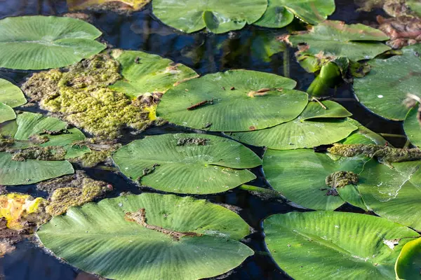 Green Water Lily Leaves Surface Water — Stock Photo, Image