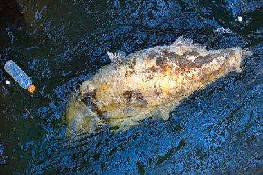 Plastik bir şişenin yanında suda büyük bir ölü balık.