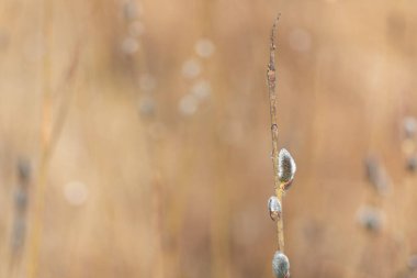 Branch of a blossoming pussy willow with furry catkins in the spring