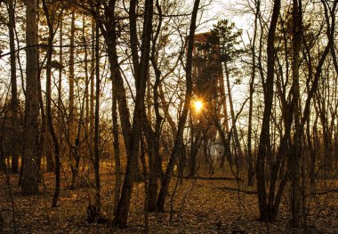 Bahar ormanında gün batımı Işık ışınlarıyla