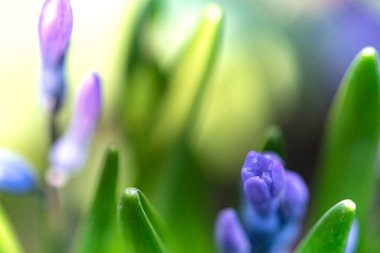 Parlak arkaplan ve bahar manzaralı güzel sümbüllerin yakın çekimi.