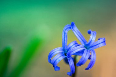 Parlak arkaplan ve bahar manzaralı güzel sümbüllerin yakın çekimi.