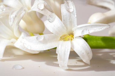 Beyaz arkaplanda su damlaları olan beyaz bahar çiçeklerinin yakın çekimi